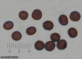 Attēlu rezultāti vaicājumam “Physarum murinum spores”