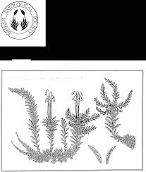 Attēlu rezultāti vaicājumam “Jungermannia sphaerocarpa sporophyte”