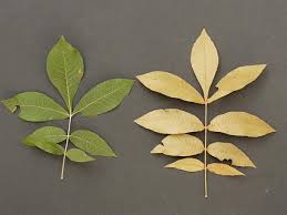 Attēlu rezultāti vaicājumam “Carya”