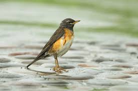 Image result for Turdus obscurus