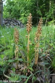 Attēlu rezultāti vaicājumam “Neottia nidus-avis fruit”