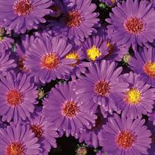 Image result for Aster novi-belgii