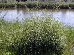 Image result for Artemisia gmelinii