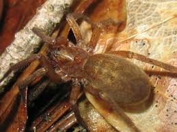 Attēlu rezultāti vaicājumam “Agroeca brunnea”