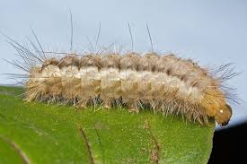 Attēlu rezultāti vaicājumam “Spilosoma lutea larva”