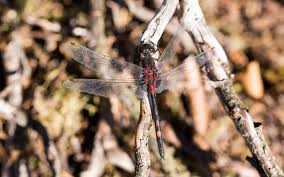 Attēlu rezultāti vaicājumam “Leucorrhinia dubia”
