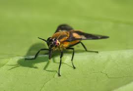 Attēlu rezultāti vaicājumam “Chrysops”