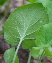 Attēlu rezultāti vaicājumam “Viola collina leaf”