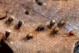 Attēlu rezultāti vaicājumam “Craterium minutum”