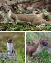 Attēlu rezultāti vaicājumam “Mustela erminea”