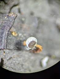 Attēlu rezultāti vaicājumam “Didymium xanthopus spores”