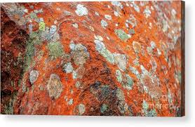 Attēlu rezultāti vaicājumam “Trentepohlia sp.”