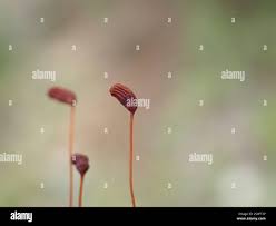 Attēlu rezultāti vaicājumam “Philonotis fontana sporophyte”