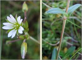 Attēlu rezultāti vaicājumam “Cerastium holosteoides leaf”