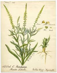 Image result for Reseda luteola