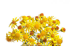 Attēlu rezultāti vaicājumam “Jacobaea vulgaris flower”