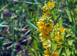 Attēlu rezultāti vaicājumam “Lysimachia punctata flower”