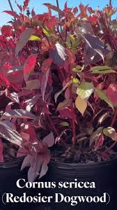 Attēlu rezultāti vaicājumam “Cornus sericea”