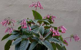 Image result for Sinningia