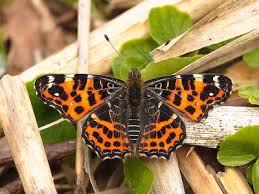 Attēlu rezultāti vaicājumam “Araschnia levana underside”