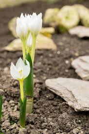 Attēlu rezultāti vaicājumam “Colchicum szovitsii subsp. szovitsii flower”