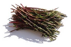 Attēlu rezultāti vaicājumam “Humulus lupulus bud”