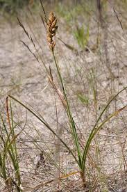 Attēlu rezultāti vaicājumam “Carex arenaria”