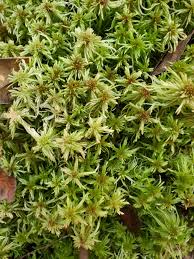 Attēlu rezultāti vaicājumam “Sphagnum austinii sporophyte”