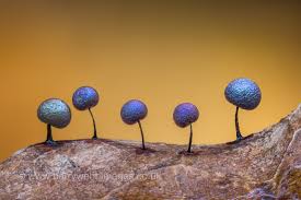 Attēlu rezultāti vaicājumam “Lamproderma gulielmae”