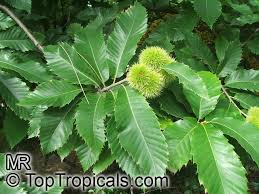 Attēlu rezultāti vaicājumam “Castanea sativa  leaf”