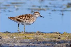 Image result for Calidris subminuta