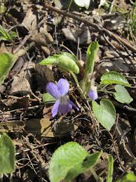 Attēlu rezultāti vaicājumam “Viola collina”