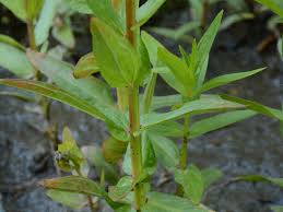 Attēlu rezultāti vaicājumam “Stachys palustris leaf”