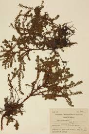 Attēlu rezultāti vaicājumam “Empetraceae”