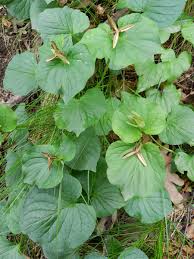 Attēlu rezultāti vaicājumam “Viola mirabilis leaf”