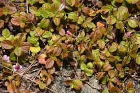 Attēlu rezultāti vaicājumam “Linnaea borealis leaf”