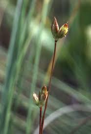 Attēlu rezultāti vaicājumam “Juncus stygius”