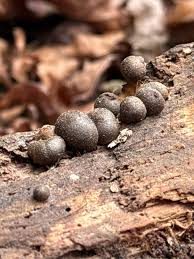 Attēlu rezultāti vaicājumam “Lycogala leopardinum young”