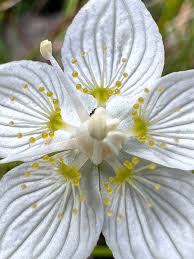 Attēlu rezultāti vaicājumam “Parnassia palustris flower”
