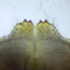 Attēlu rezultāti vaicājumam “Populus x lettland”