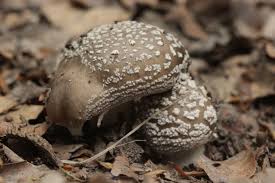 Attēlu rezultāti vaicājumam “Amanita excelsa”