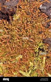 Attēlu rezultāti vaicājumam “Nowellia curvifolia”