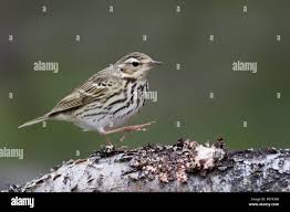 Image result for Anthus hodgsoni