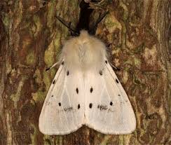 Attēlu rezultāti vaicājumam “Diaphora mendica female”