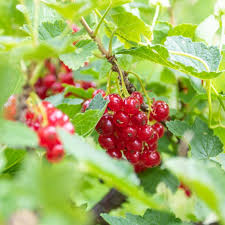 Bildergebnis für rote johannisbeeren