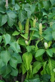 Attēlu rezultāti vaicājumam “Phytolacca acinosa leaf”