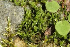 Attēlu rezultāti vaicājumam “Pohlia bulbifera”