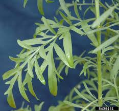 Attēlu rezultāti vaicājumam “Centaurea stoebe bud”