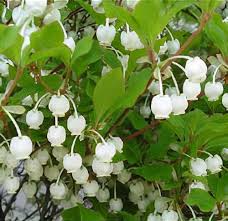 Attēlu rezultāti vaicājumam “Enkianthus chinensis leaf”