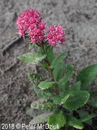 Attēlu rezultāti vaicājumam “Hylotelephium telephium flower”